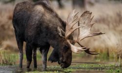 What Do Moose Eat? 20 Foods Moose Forage in the Wild