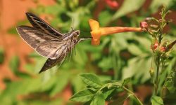 What Do Moths Eat? 20 Foods Moths Love the Most