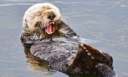What Do Otters Eat? 20 Wild Foods Otters Rely on Most