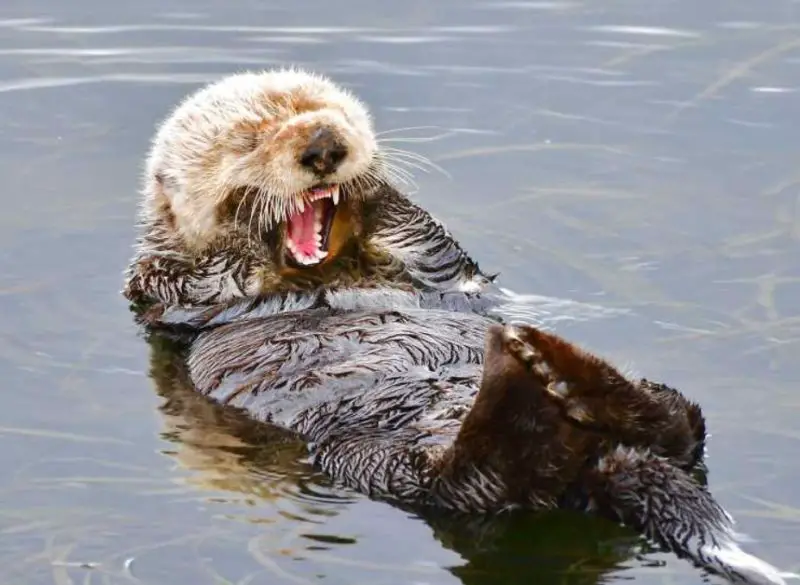 What Do Otters Eat