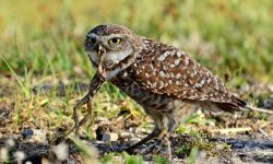 What Do Owls Eat? 20 Foods Owls Love the Most
