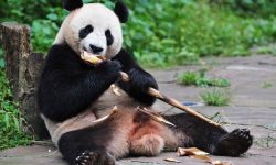 What Do Pandas Eat? 20 Foods They Love the Most