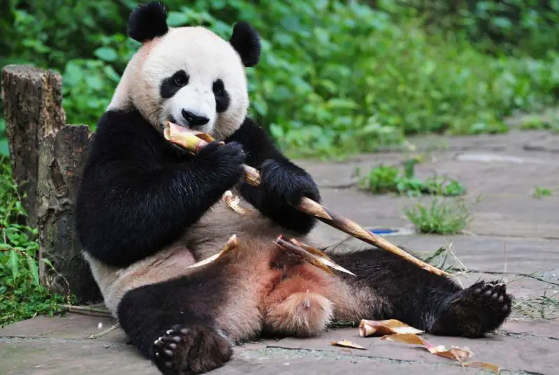 What Do Pandas Eat