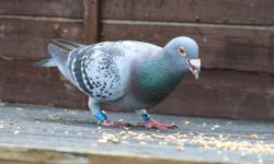What Do Pigeons Eat? 20 Wild Foods Pigeons Rely On Most