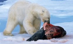 What Do Polar Bears Eat? 20 Wild Foods Polar Bears Hunt Most