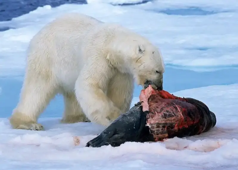 What Do Polar Bears Eat