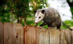 What Do Possums Eat? 15 Foods They Love the Most