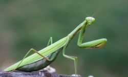 What Do Praying Mantis Eat? 20 Foods They Love the Most