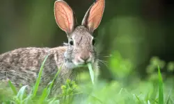 What Do Rabbits Eat? 15 Foods That Help Them Grow Strong