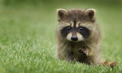 What Do Raccoons Eat? 20 Surprising Foods They Love