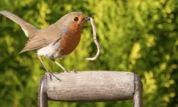 What Do Robins Eat? 20 Foods Robins Forage for Across the Wild