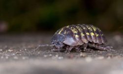 What Do Rolly Pollies Eat? 20 Foods They Love the Most
