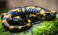 What Do Salamanders Eat? 20 Wild Foods They Consume Most