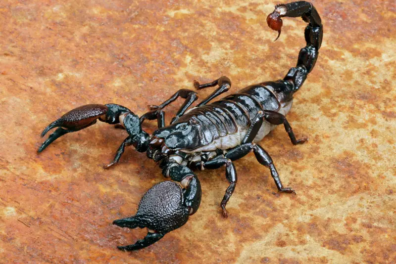 What Do Scorpions Eat