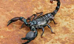 What Do Scorpions Eat? 20 Foods Scorpions Hunt in the Wild