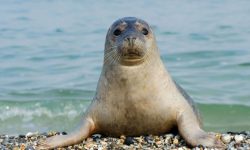 What Do Seals Eat? 20 Foods Seals Hunt in the Wild