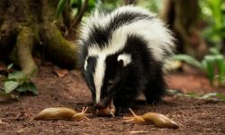 What Do Skunks Eat? 20 Foods That Help Them Thrive in the Wild
