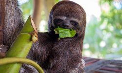 What Do Sloths Eat? 20 Foods Sloths Forage for in the Wild