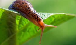 What Do Slugs Eat? 20 Wild Foods Slugs Consume Most