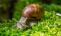 What Do Snails Eat? Top 20 Foods Snails Love