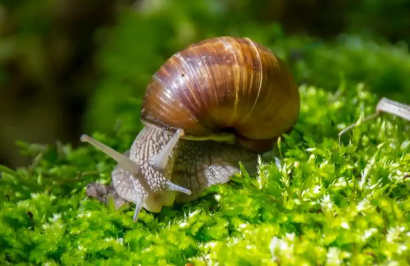What Do Snails Eat