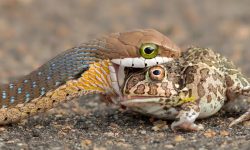 What Do Snakes Eat? 20 Foods That Keep Them Strong and Active