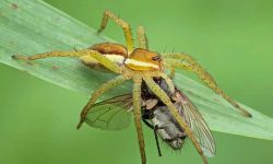 What Do Spiders Eat? 12 Natural Foods That Keep Them Alive