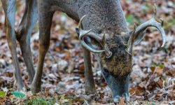What Do Stags Eat? 20 Wild Foods They Like Most