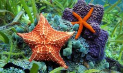 What Do Starfish Eat? 20 Wild Foods Starfish Eat Most