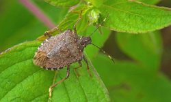 What Do Stink Bugs Eat? 20 Foods They Love the Most