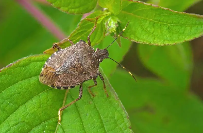 What Do Stink Bugs Eat