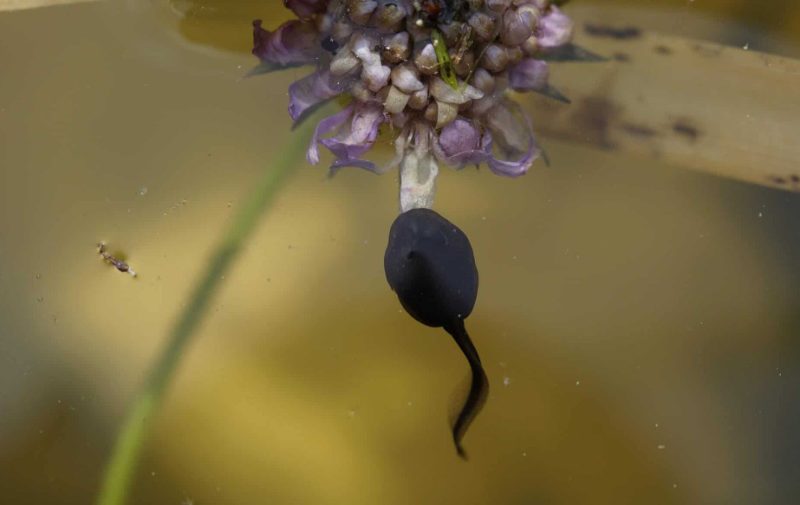 What Do Tadpoles Eat