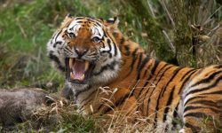 What Do Tigers Eat? 20 Foods They Love the Most