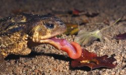 What Do Toads Eat? 20 Foods Toads Consume in the Wild