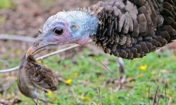 What Do Turkeys Eat? 20 Natural Foods That Help Them Thrive