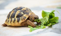 What Do Turtles Eat? 15 Foods They Love the Most