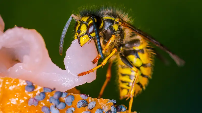 What Do Wasps Eat
