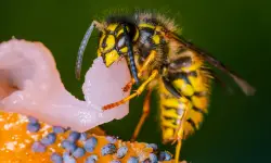 What Do Wasps Eat? 20 Foods They Love the Most