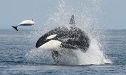 What Do Whales Eat? 20 Foods They Love the Most