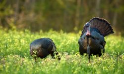 What Do Wild Turkeys Eat? 20 Foods Wild Turkeys Love the Most
