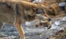 What Do Wolves Eat? 20 Foods They Love the Most