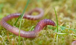 What Do Worms Eat? 20 Foods Worms Love the Most
