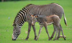 What Do Zebras Eat? 20 Wild Foods Zebras Rely On