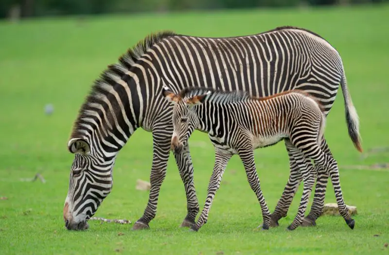 What Do Zebras Eat