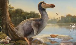 Why Did the Dodo Bird Go Extinct? What Really Happened