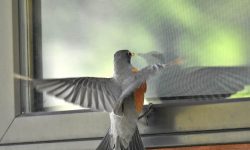 Why Do Birds Fly Into Windows? The Real Reasons Explained