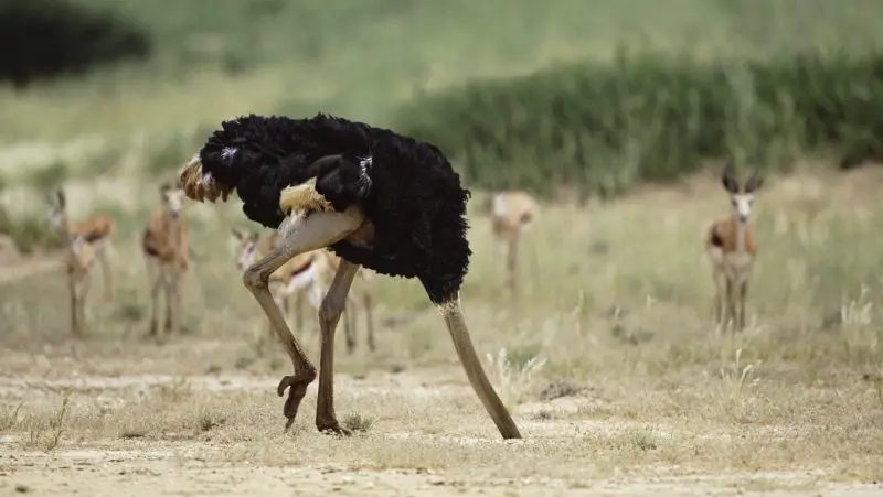 Why Do Ostriches Bury Their Heads