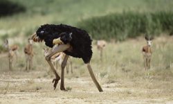 Why Do Ostriches Bury Their Heads? Facts You Should Know
