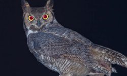 Why Do Owls Hoot at Night? Fascinating Facts You Should Know