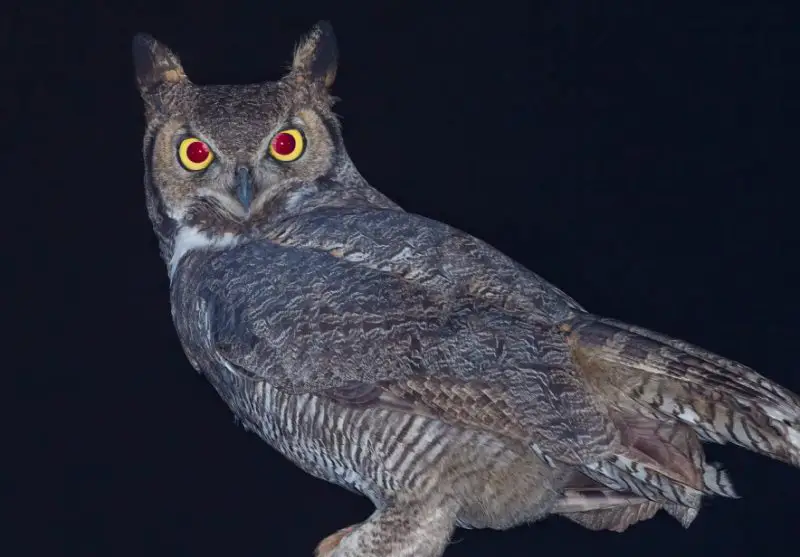 Why Do Owls Hoot at Night